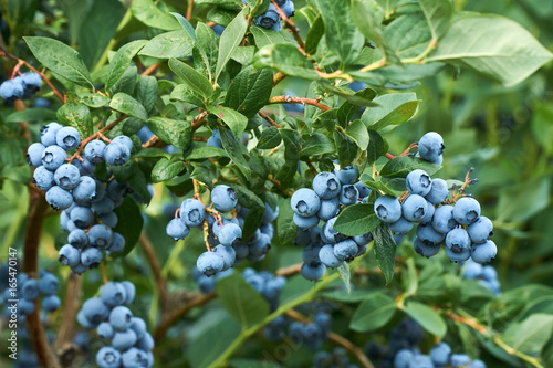 Fotografija Fresh organic blueberrys on the bush. Vivid colors.