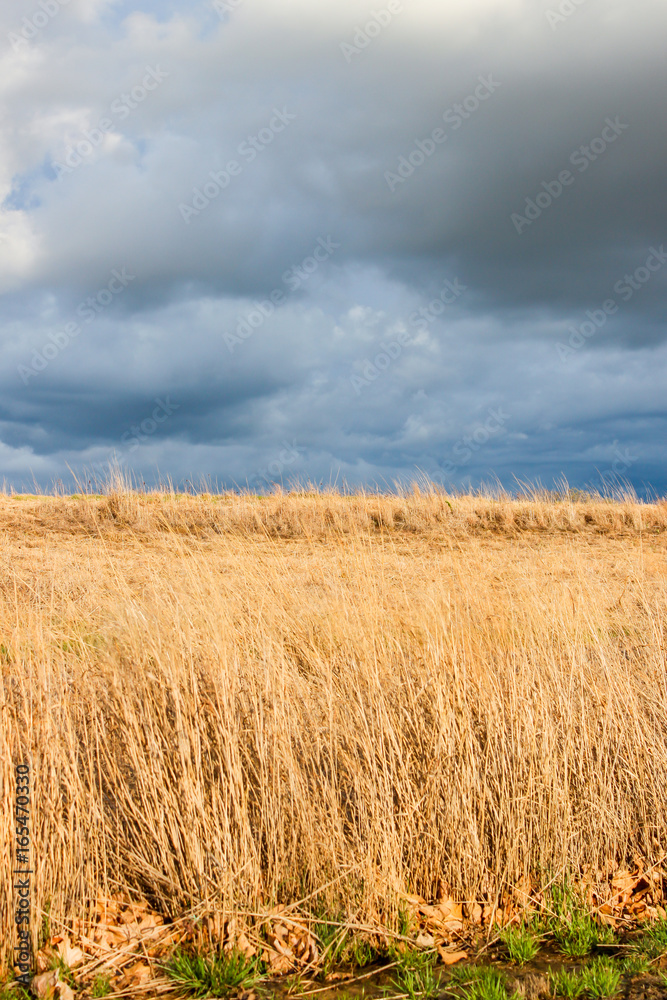 It is Grass It is Grass