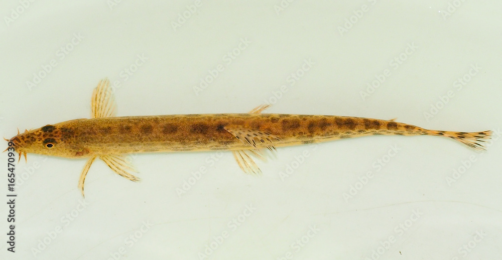 Iberian-loach (Cobitis paludica) Iberian-loach (Cobitis paludica)