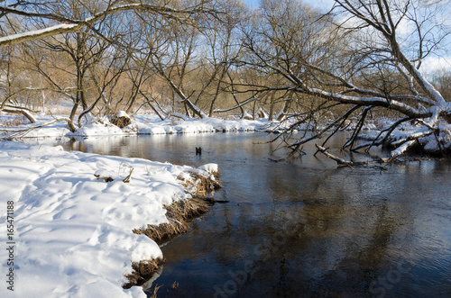 Sunny winter morning on the bank of small forest river.River Konchura in Moscow region,Russia. photo