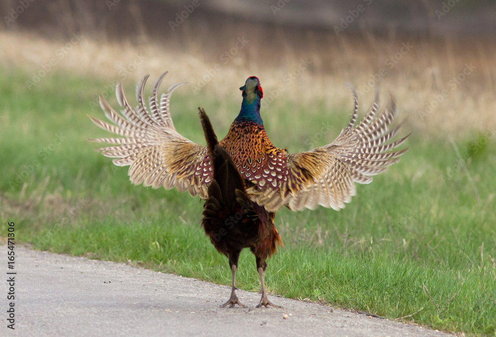 Fototapeta premium Common pheasant (Phasianus colchicus) on the road