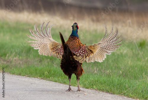 Common pheasant (Phasianus colchicus) on the road photo