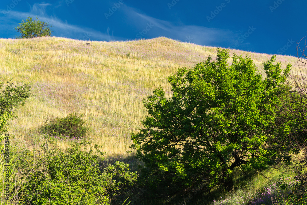 Green tree on yellow hill next to blue sky
