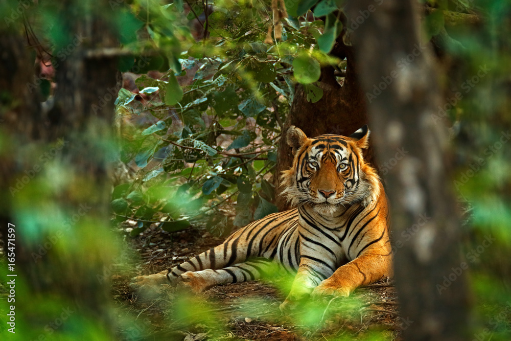 Naklejka premium Indiański tygrysi samiec z pierwszy deszczem, dzikie zwierzę w natury siedlisku, Ranthambore, India. Duży kot, zagrożone zwierzę. Koniec pory suchej, początek monsunu. Tygrys układający się w zielonej roślinności. Dzika Azja.
