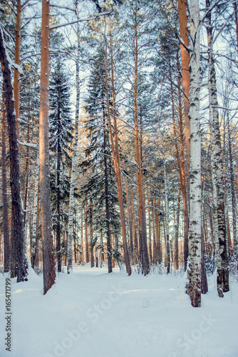 Winter forest. Instagram filter.