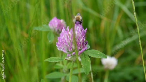 The bumblebee sits on a red clover flower. Close up video. Shooting of static camera.