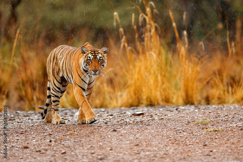 Fototapeta premium Indiańska tygrysia kobieta z pierwszy deszczem, dzikie zwierzę w natury siedlisku, Ranthambore, India. Duży kot, zagrożone zwierzę. Koniec pory suchej, początek monsunu. Tygrys chodzący po szutrowej drodze.