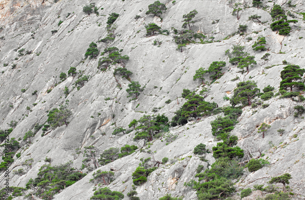 Mountain wall growing on her juniper trees
