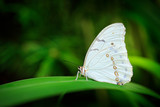 Morpho polyphemus, the white morpho, white butterfly of Mexico and Central America. Big white butterfly, sitting on green leaves, Mexico. Tropic forest. Insect in the nature tropic habitat.