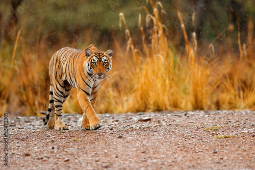 Indian tiger female with first rain, wild animal in the nature habitat, Ranthambore, India. Big cat, endangered animal. End of dry season, beginning monsoon. Tiger walking on the gravel road.
