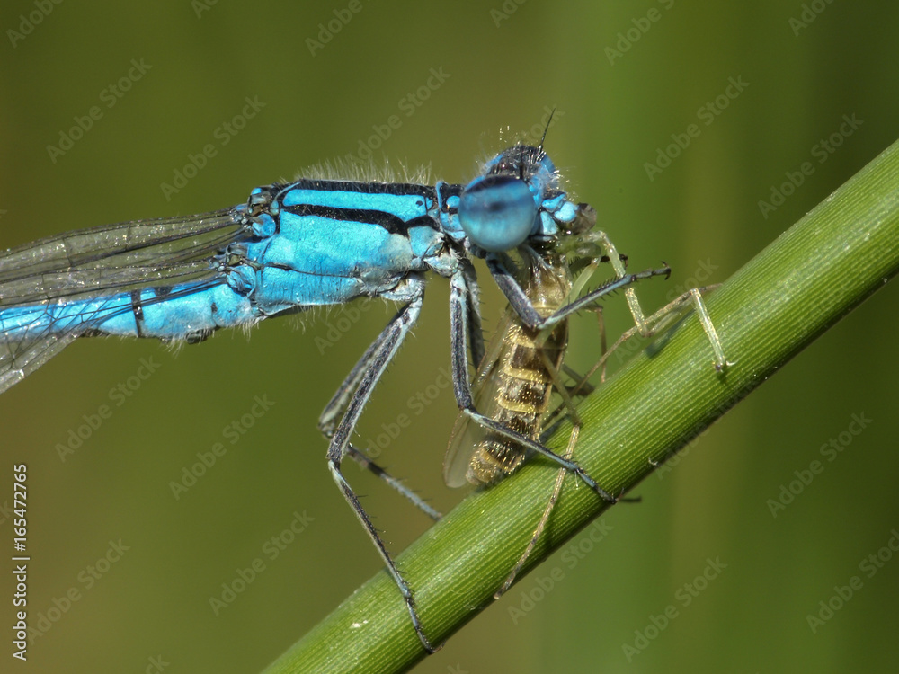 ENALLAGMA CYATHIGERUM COMIENDO UN INSECTO ENALLAGMA CYATHIGERUM COMIENDO UN INSECTO