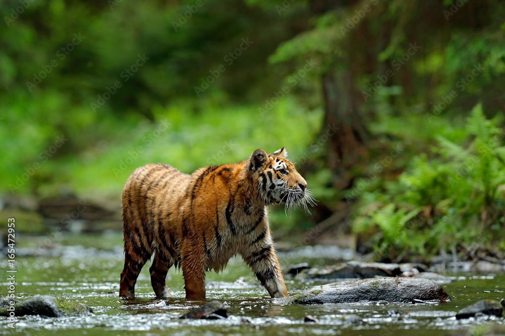 Obraz premium Danger animal, tajga in Russia. Tiger in the river. Tiger action wildlife scene, wild cat, nature habitat. Tiger running in water.