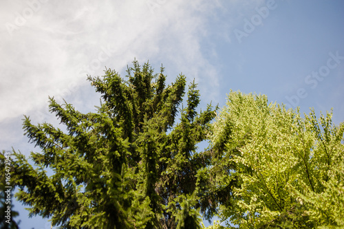 coniferous forest