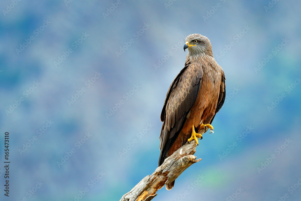 Black Kite, Milvus migrans, brown bird of prey sitting larch tree branch, animal in the habitat. Wildlife scene from nature. Black Kite, Milvus migrans, brown bird of prey sitting larch tree branch, animal in the habitat. Wildlife scene from nature.