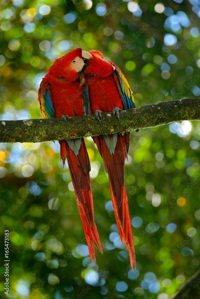 Obraz premium Pair of big parrot Scarlet Macaw, Ara macao, two birds sitting on branch, Costa rica. Wildlife love scene from tropic forest nature. Two beautiful parrot on tree branch, nature habitat. Red bird love.