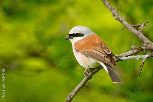 Red-backed shrike, Lanius collurio, bird from Bulgaria. Animal in the nature habitat, Europe. Shrike sitting on the branch. Clear green background.