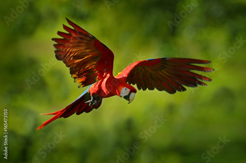 Parrot flight in the green jungle habitat. Red parrot in fly. Scarlet Macaw, Ara macao, in tropical forest, Costa Rica, Wildlife scene from tropic nature. Red bird in the forest. © ondrejprosicky