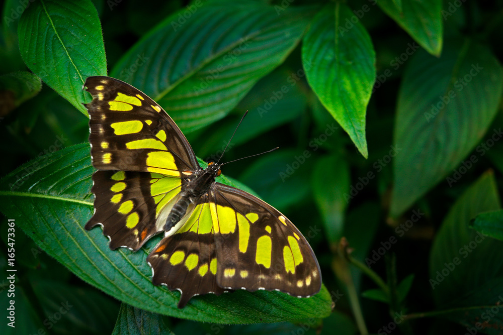 Obraz premium Beautiful butterfly Metamorpha stelenes in nature habitat, from Costa Rica. Butterfly in the green forest. Nice insect sitting on the leave. Butterfly from Costa Rica. Nature in tropic forest.