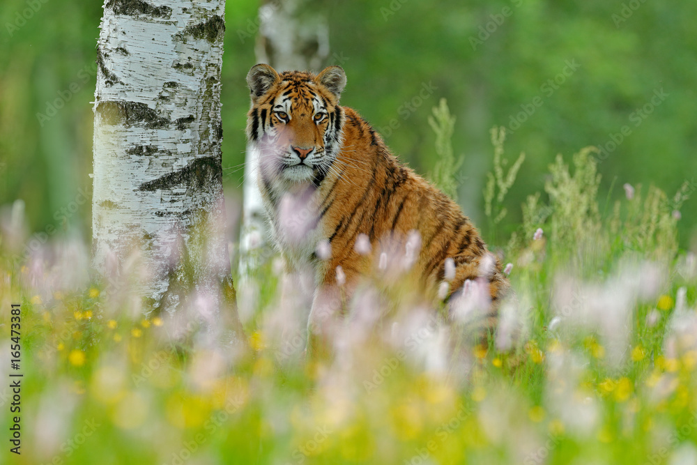 Tiger with ping and yellow flowers. Siberian tiger in beautiful habitat. Amur tiger sitting in the grass. Action wildlife summer scene with danger animal. Tajga in Russia. Wild cat in nature, wildlife Tiger with ping and yellow flowers. Siberian tiger in beautiful habitat. Amur tiger sitting in the grass. Action wildlife summer scene with danger animal. Tajga in Russia. Wild cat in nature, wildlife
