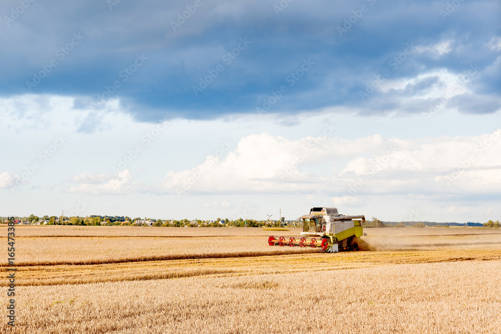 Fototapeta premium Harvester is woking during harvest time in the farmers fields, agriculture concept