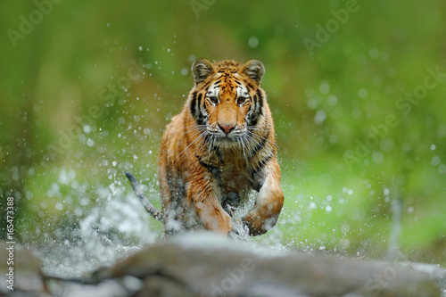 Tiger with splash river water. Action wildlife scene with wild cat in nature habitat. Tiger running in the water. Danger animal, tajga in Russia. Animal in the forest stream. Stone in river droplet.