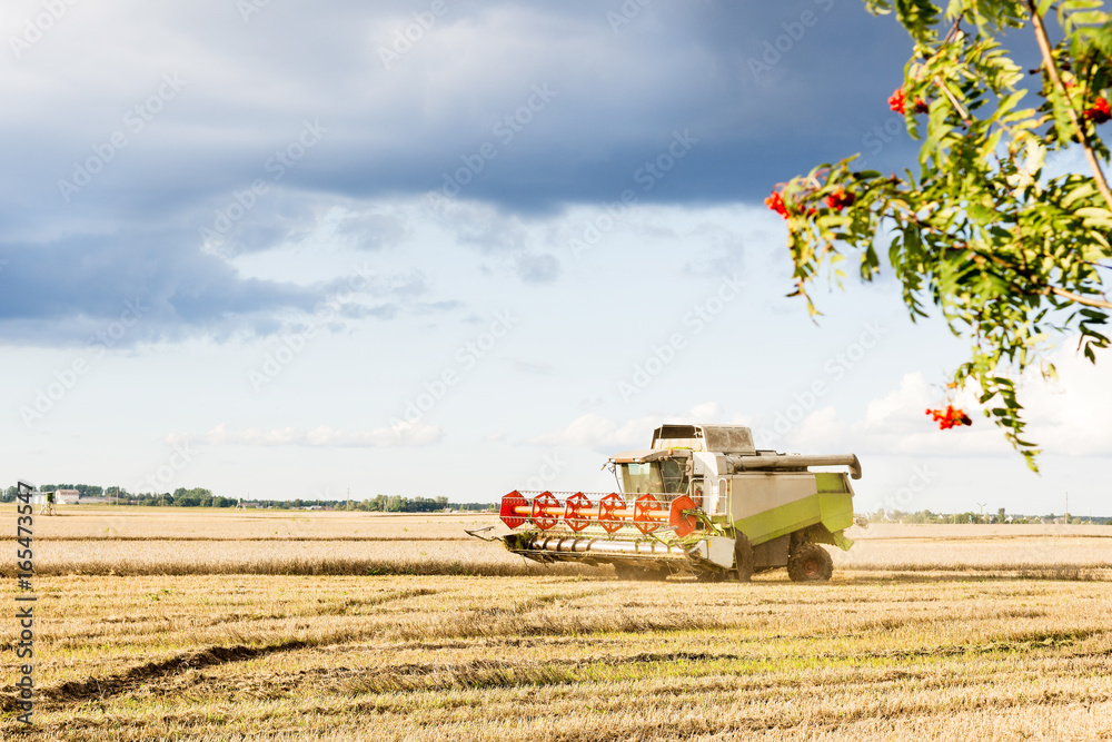 Obraz premium Harvester is woking during harvest time in the farmers fields, agriculture concept
