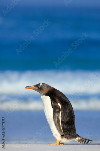 Gentoo penguin with dark blue sea  Falkland Islands. Wildlife scene from wild nature. White beach with wave and bird.