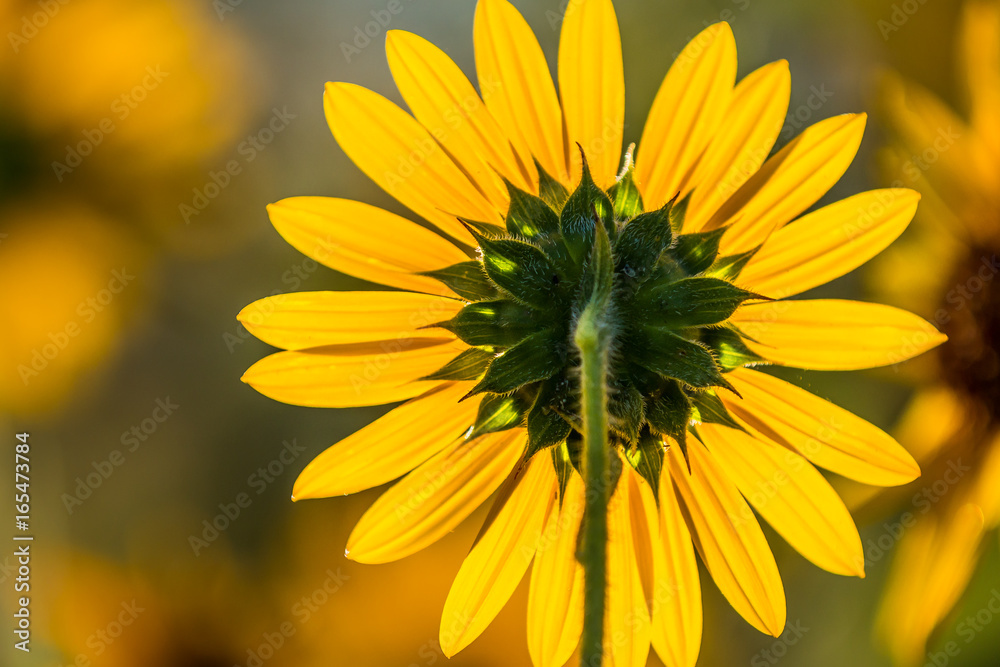Obraz premium Isolated sunflower from behind, facing a blurred field of sunflowers