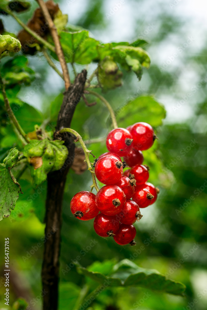 bush of red currant growing in a garden.Background of red currant. Ripe red currants close-up as background. Harvest the ripe berries of red currants.Summer Harvest