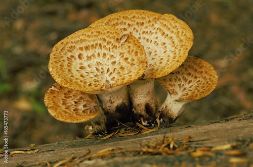 Gruppo di quattro funghi photo