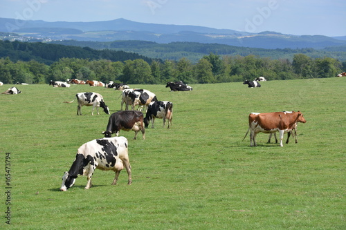 Eifel in Germany with cows