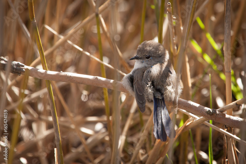 Fairy-wren