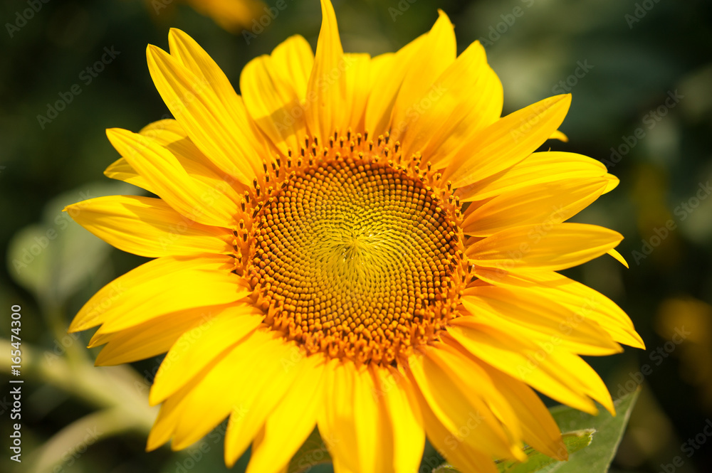 Naklejka premium Sunflower flower closeup on the field