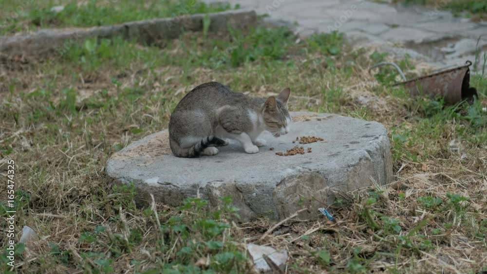 Homeless tabby cat eat food with avidity on the street closeup. Beautiful animal is stray. Mammal sits on the stone with green grass around alone. Beautiful kitten looks over in different sides eating Homeless tabby cat eat food with avidity on the street closeup. Beautiful animal is stray. Mammal sits on the stone with green grass around alone. Beautiful kitten looks over in different sides eating