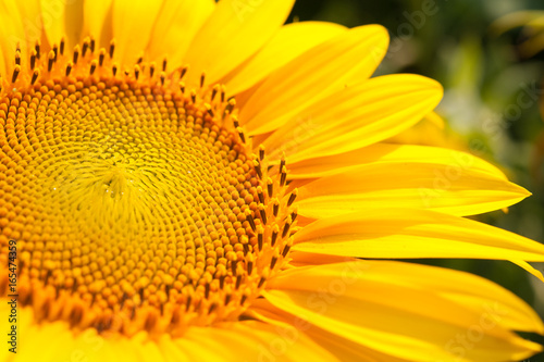 Sunflower flower closeup on the field