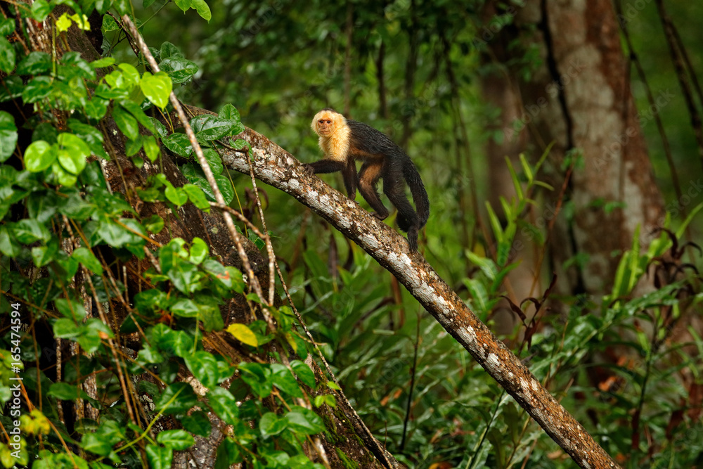 Green wildlife of Costa Rica. Black monkey White-headed Capuchin sitting on the tree branch in the dark tropic forest. Cebus capucinus in gree tropic vegetation. Animal in the nature habitat. Green wildlife of Costa Rica. Black monkey White-headed Capuchin sitting on the tree branch in the dark tropic forest. Cebus capucinus in gree tropic vegetation. Animal in the nature habitat.