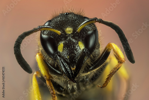 Focus Stacking - Mason Wasp, Wasp, Ancistrocerus sp photo