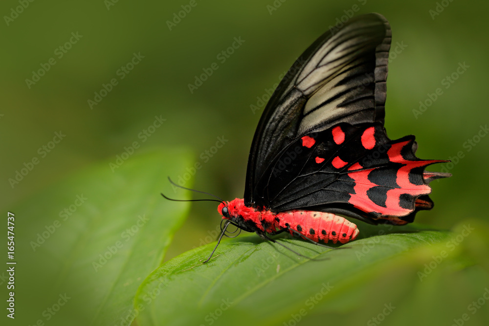 Fototapeta premium Antrophaneura semperi, w środowisku zielonego lasu, Malezja, Indie. Owad w tropikalnej dżungli. Motyl siedzący na zielonym urlopie. Czerwony motyl Piękny czarny i czerwony trujący motyl.