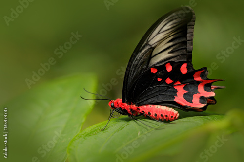 Antrophaneura semperi, in the nature green forest habitat, Malaysia, India. Insect in tropic jungle. Butterfly sitting on the green leave. Red butterfly Beautiful black and red poison butterfly.
