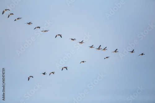 Flock of migrating bean geese flying in v-formation © Arpad