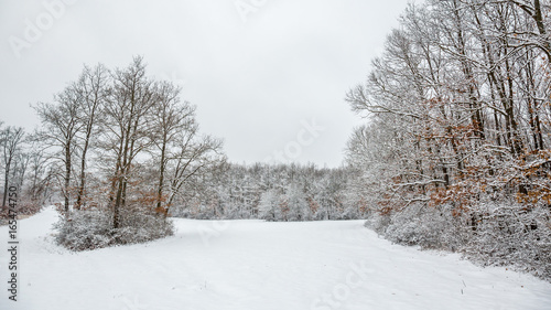 Winter landcsape from a oak forest © Arpad