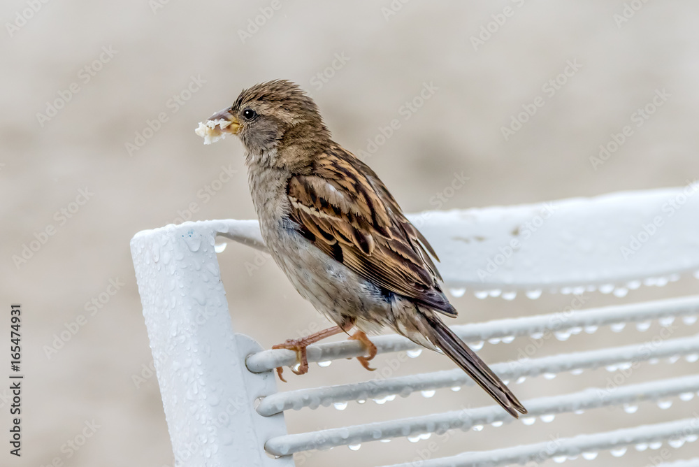 Fototapeta premium Ein Spatz auf einem Stuhl