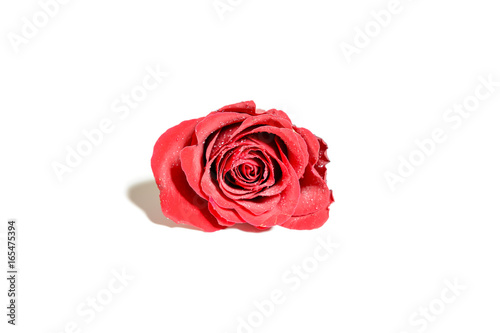 closeup of a  single red rose with water drops  isolated on white background
