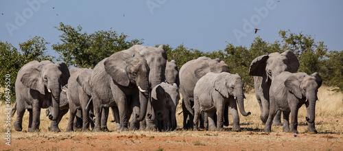 Elephand herd  photo