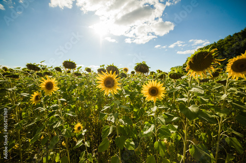 Sunflowers field