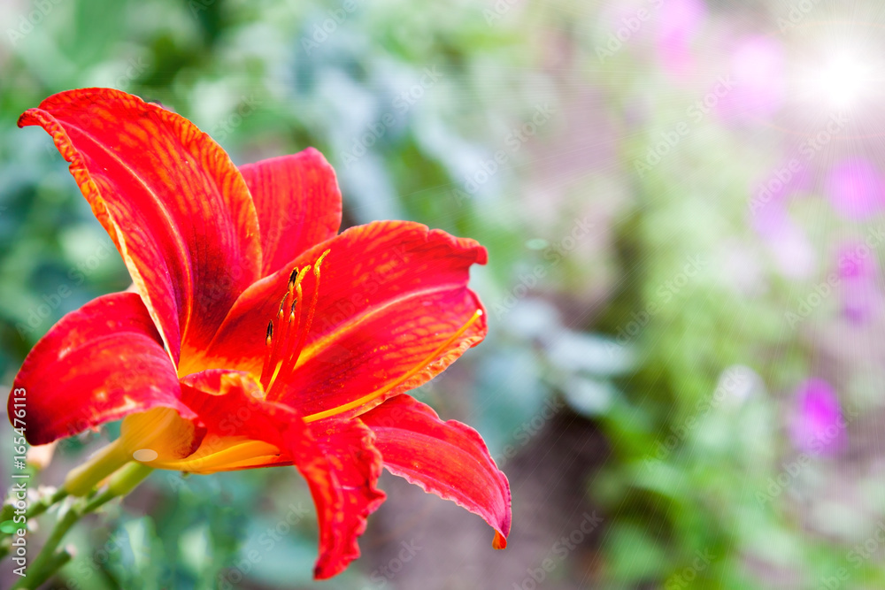 Fototapeta premium Bright red bordo lily flower close up in the garden