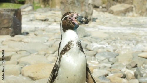 Close up shot of Magellanic Pinguin photo
