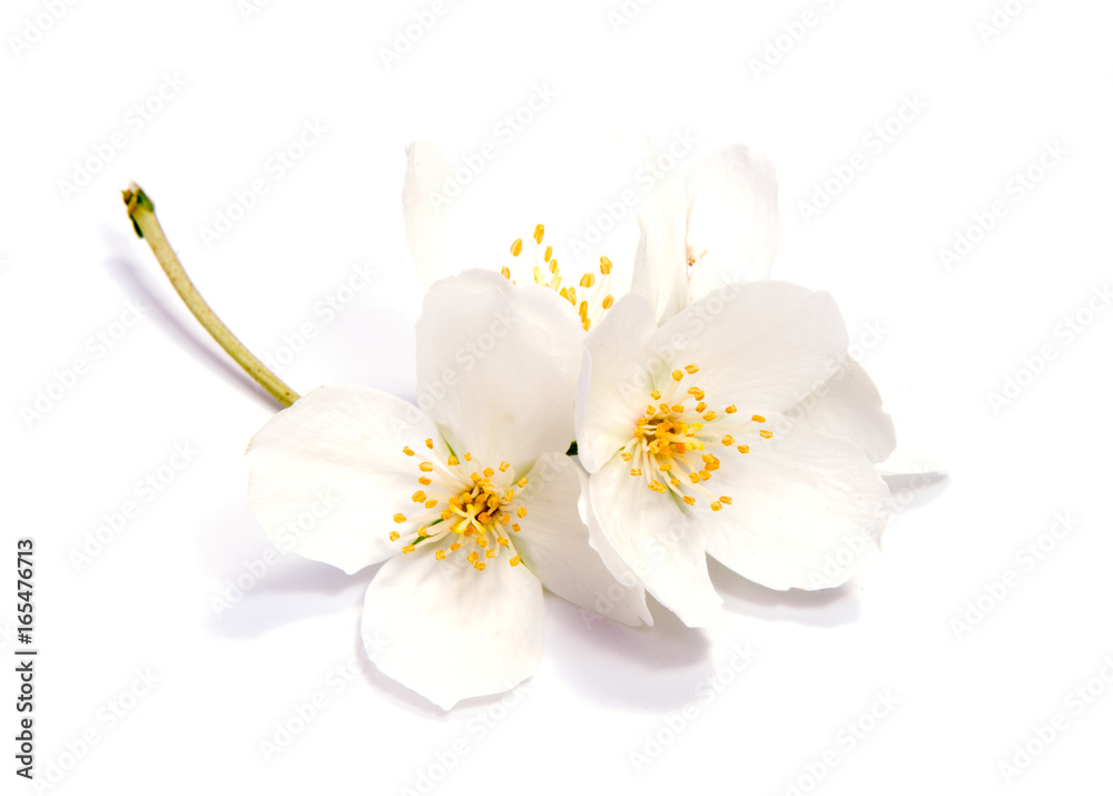 Fototapeta premium Jaśminowy kwiat odizolowywający na białym tle. ścieśniać