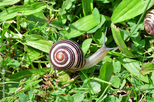 hrd of snails walking on the grass	