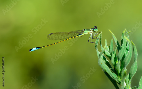 Insect in green and blue